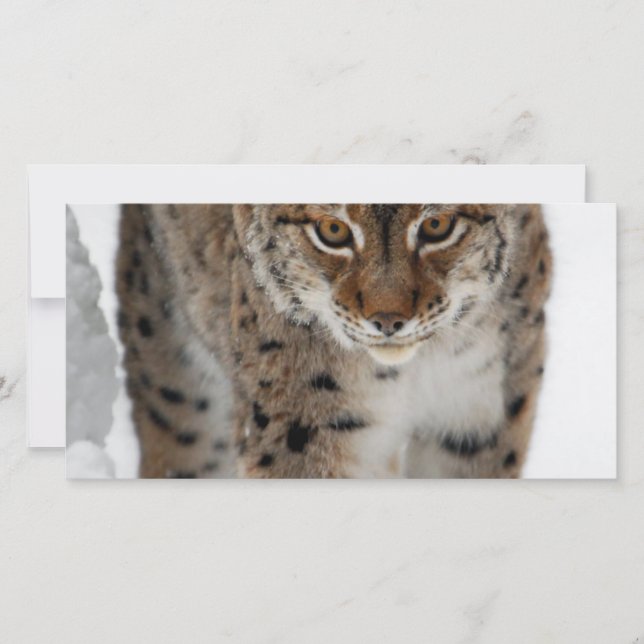 Snow Lynx (Anverso)