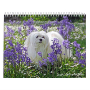 Snowdrop el calendario maltés