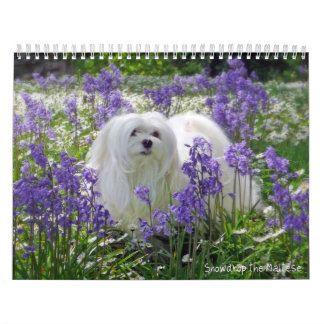 Snowdrop el calendario maltés