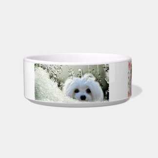 Snowdrop el cuenco maltés del mascota