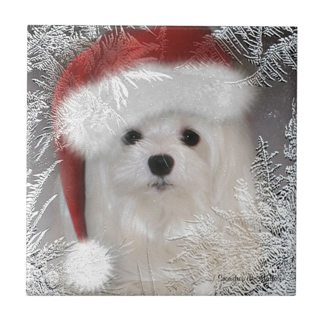 Snowdrop la baldosa cerámica decorativa maltesa (Frente)