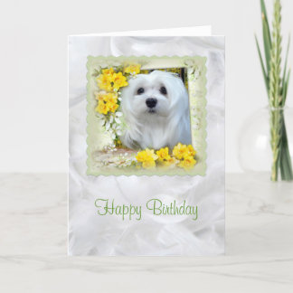 Snowdrop la tarjeta de cumpleaños maltesa