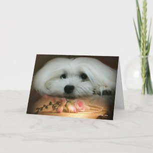 Snowdrop la tarjeta de cumpleaños maltesa