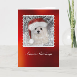 Snowdrop la tarjeta de Navidad maltesa
