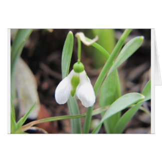 Snowdrop - Nacimiento - Enero