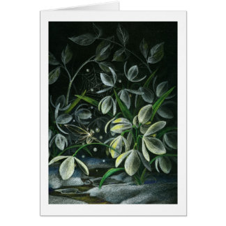 Snowdrops en la noche