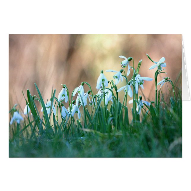 Snowdrops en primavera (Anverso (Horizontal))