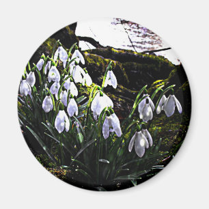 Snowdrops por el imán del refrigerador de Hafren