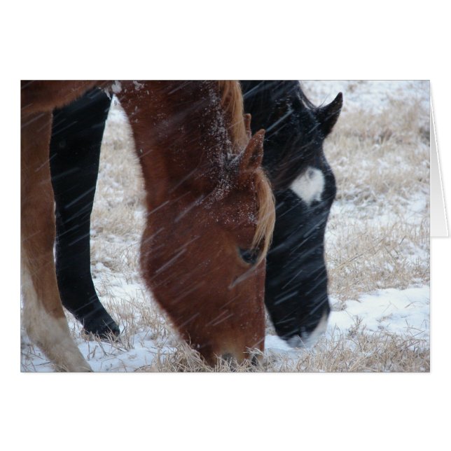 Snowly Eats (Anverso (Horizontal))