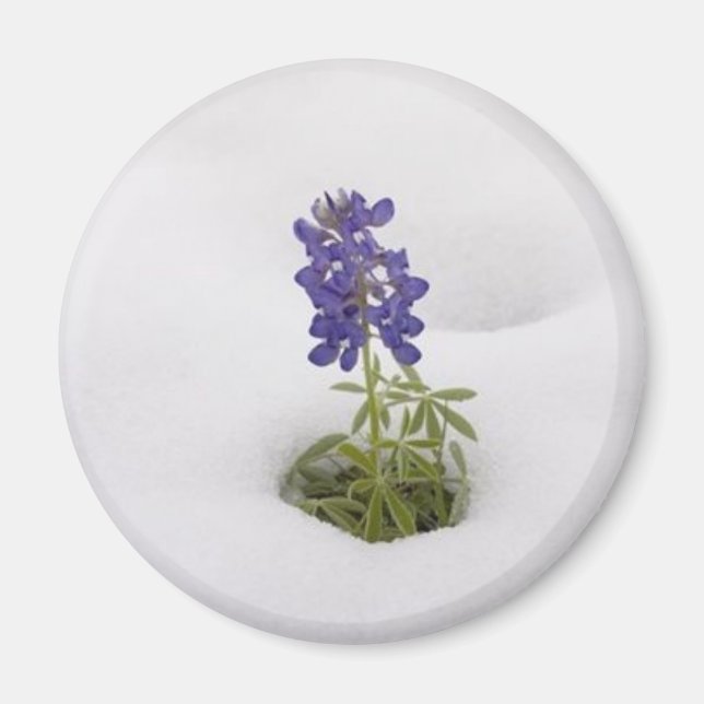 Snowy Bluebonnet - imán (Frente)