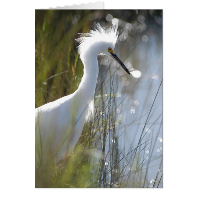 Snowy Egret (Frente)