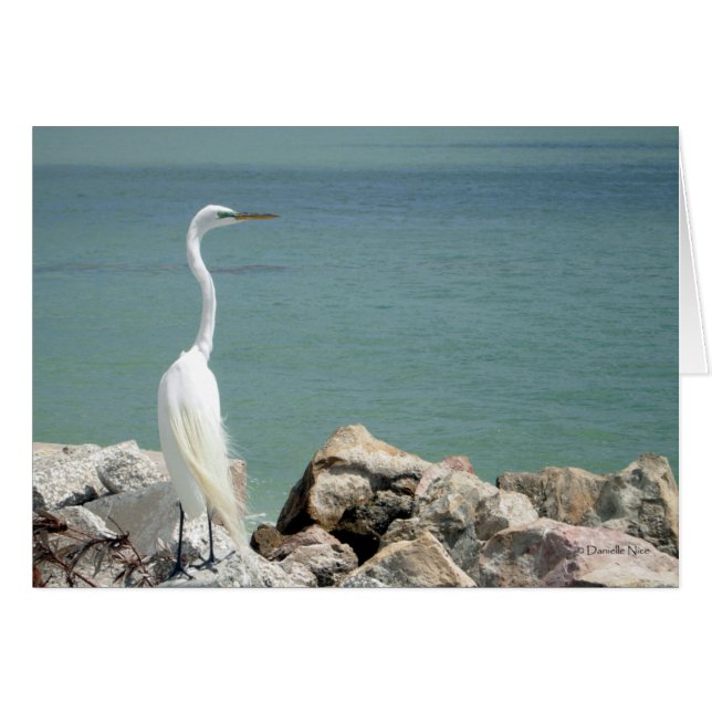 Snowy Egret Card (Anverso (Horizontal))
