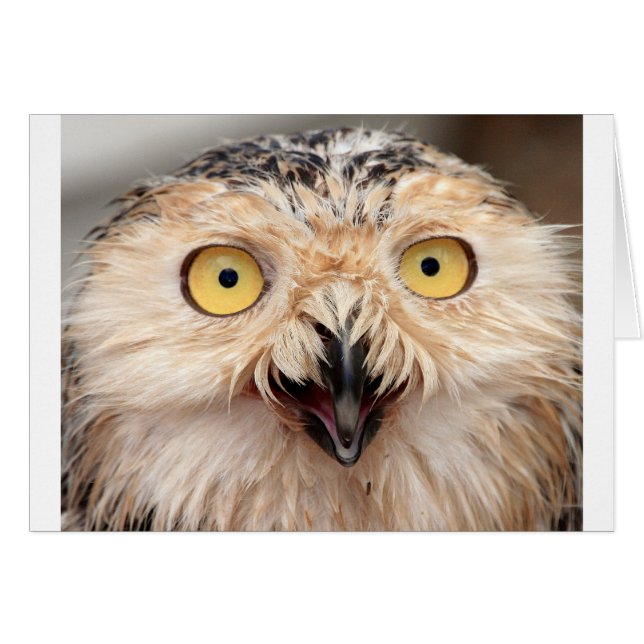 Snowy Owl (Anverso (Horizontal))