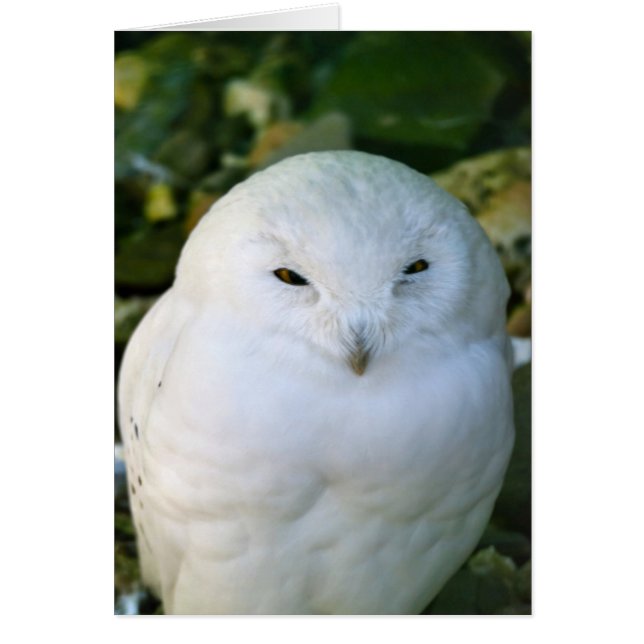 Snowy Owl (Frente)