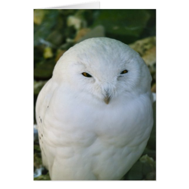 Snowy Owl (Frente)