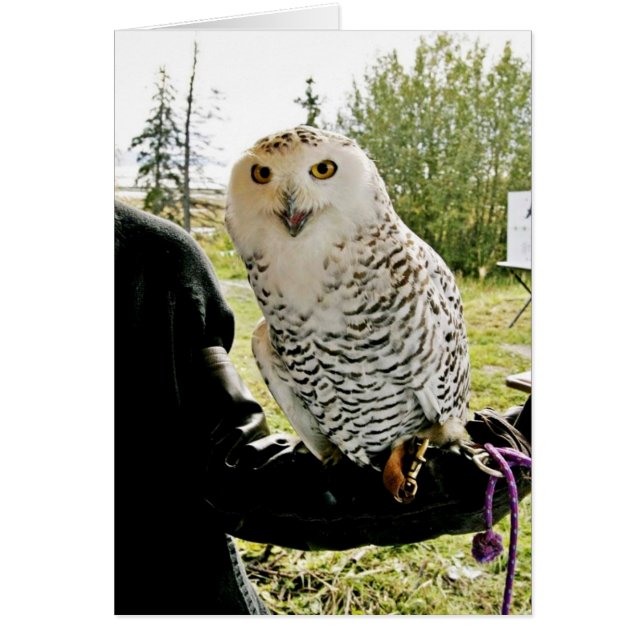 Snowy Owl (Frente)