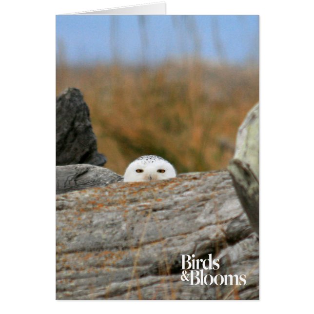 Snowy Owl (Frente)