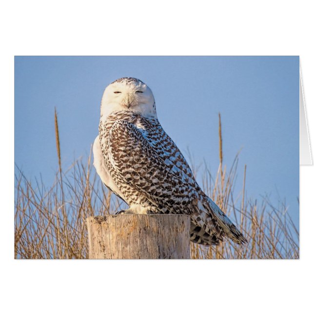 Snowy Owl (Anverso (Horizontal))