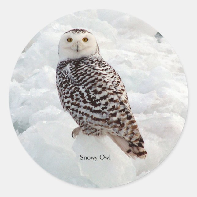 Snowy Owl pegatina (Anverso)