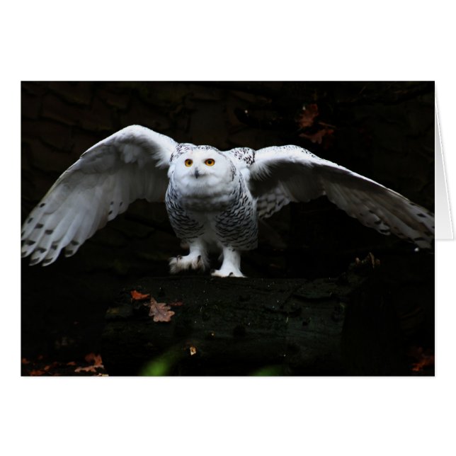 Snowy Owl With Open Wings gccn arc (Anverso (Horizontal))