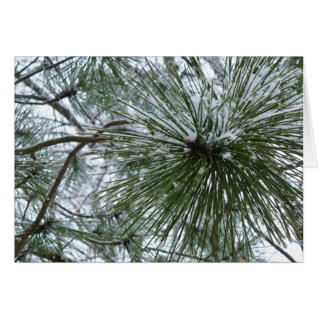 Snowy Pine Needles Winter Nature Photography (Anverso (Horizontal))