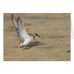 Snowy Plover Stretch