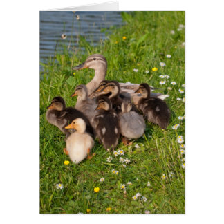 Snuggly Ducklings