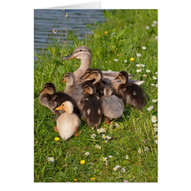 Snuggly Ducklings (Frente)