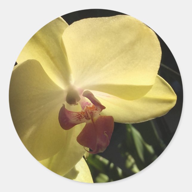 Sobre de Orquídea Amarilla Sello Pegatina (Anverso)