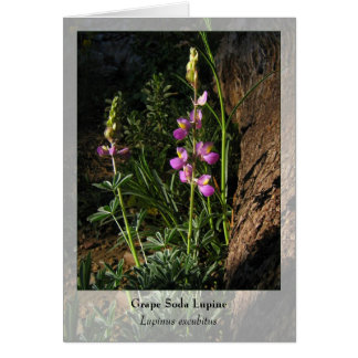 Soda de uva Lupine - Notecard nativo