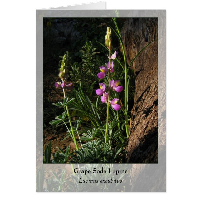 Soda de uva Lupine - Notecard nativo (Frente)