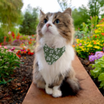 Sofisticado Gato o Perro Shamrock