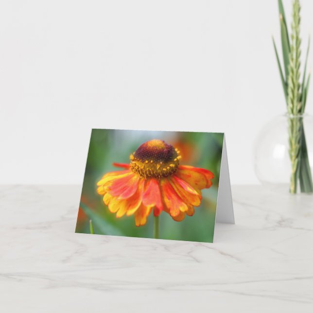 Soft Orange Yellow Zinnia Flower Photography (Anverso)