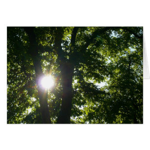 Sol brillando a través de árboles