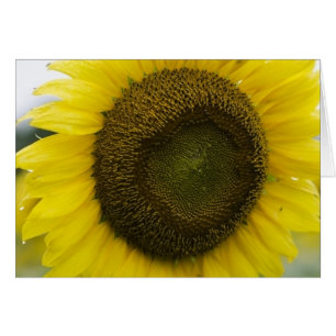 Sol del verano