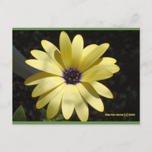 Sol en una margarita amarilla   Postal Blue Beach 