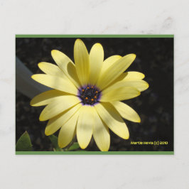 Sol en una margarita amarilla | Postal Blue Beach 