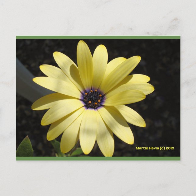 Sol en una margarita amarilla | Postal Blue Beach  (Anverso)