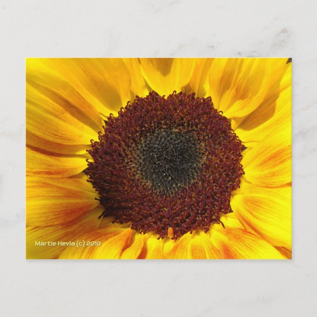 Sol girasol - postal (Anverso)
