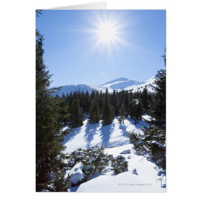 Sol invernal 5 (Frente)