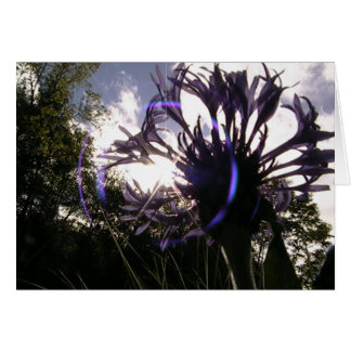 sol universal