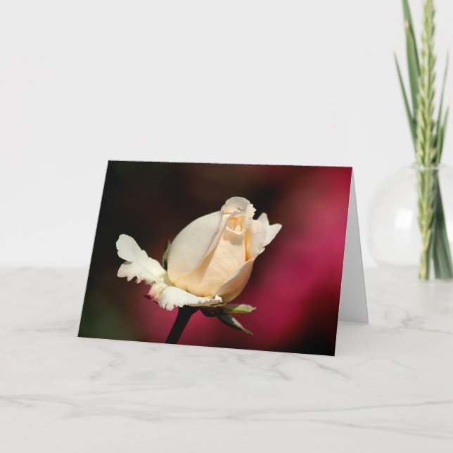 Sola tarjeta de felicitación del rosa blanco (Anverso)