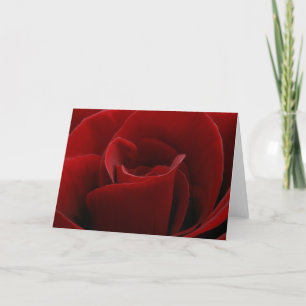 Sola tarjeta del rosa rojo