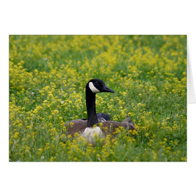 soledad (Anverso (Horizontal))