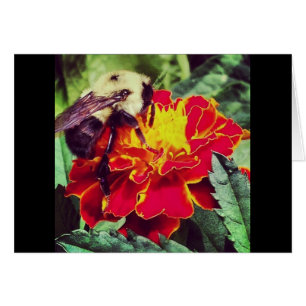 ¡Sólo Bee-Causa!