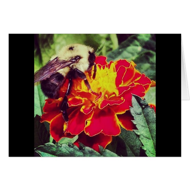 ¡Sólo Bee-Causa! (Anverso (Horizontal))