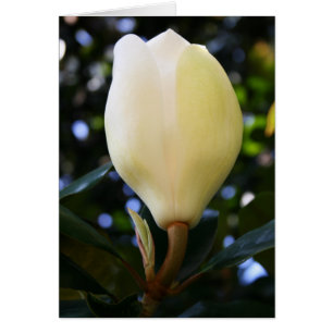 Solo brote de la magnolia
