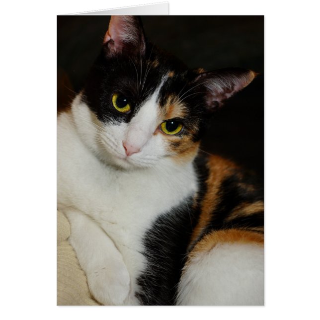 Sólo colgando alrededor (Frente)