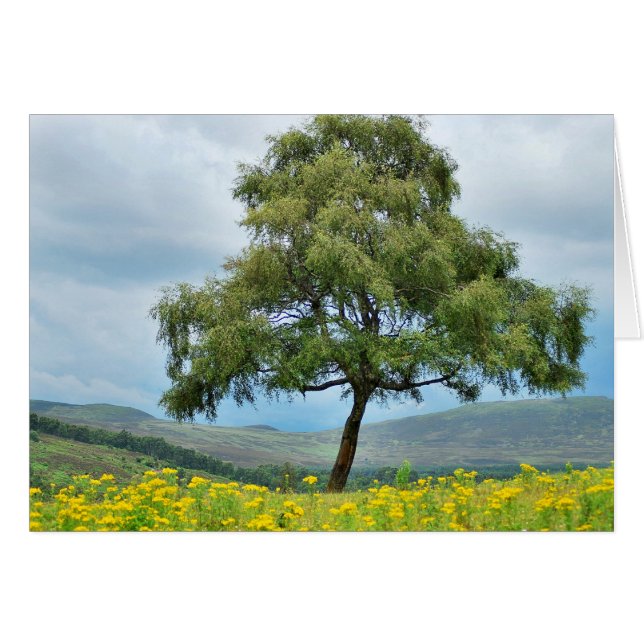 Solo de nuevo (Anverso (Horizontal))