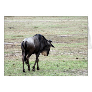 solo de wildebeest